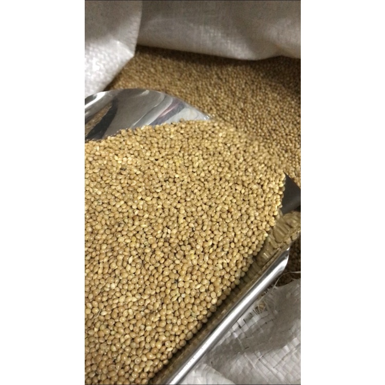 GIÁ TỐT 5kg Hạt kê vàng cho chim vẹt, yến phụng, lovebird, sắc nhật, bảy màu, manh manh...