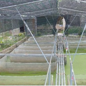 Tráng vèo lưới ươm ốc nhồi mới nở - 2x1x1