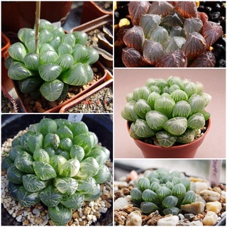 Hạt giống Sen đá Kim Cương (20 hạt) ( tặng kèm thuốc kích mầm ra rễ)