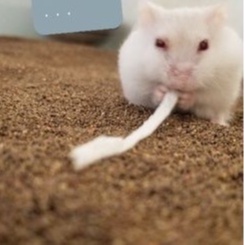 Cát Buddy nâu Ấn lót chuồng 1kg cho hamster