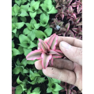 Dứa phụng mini