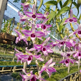 Ki chớp mỹ chuẩn hoa