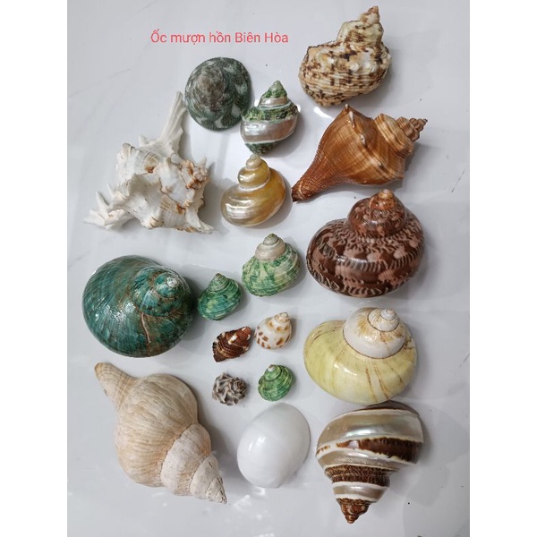 Bộ sưu tập 18 vỏ ốc biển xinh xắn , size baby đến XXL. OMH Biên Hòa