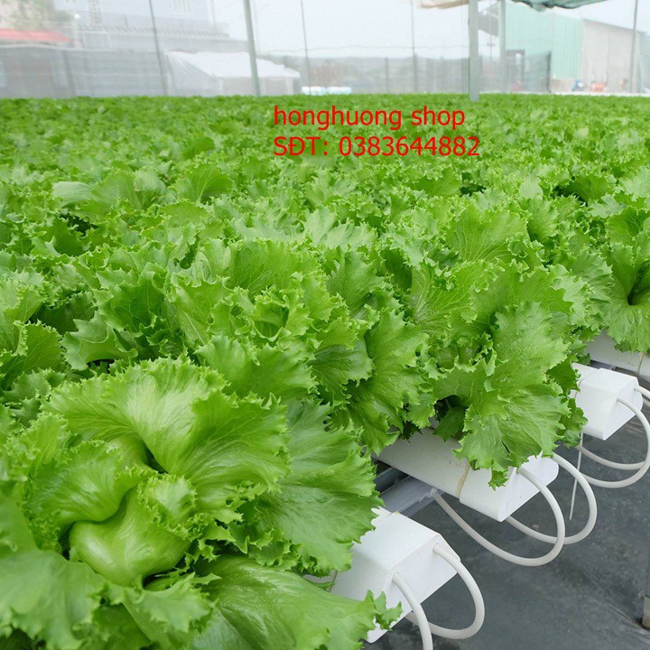 Hạt giống xà lách Minetto