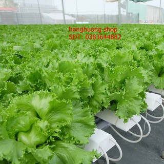 Hạt giống xà lách Minetto