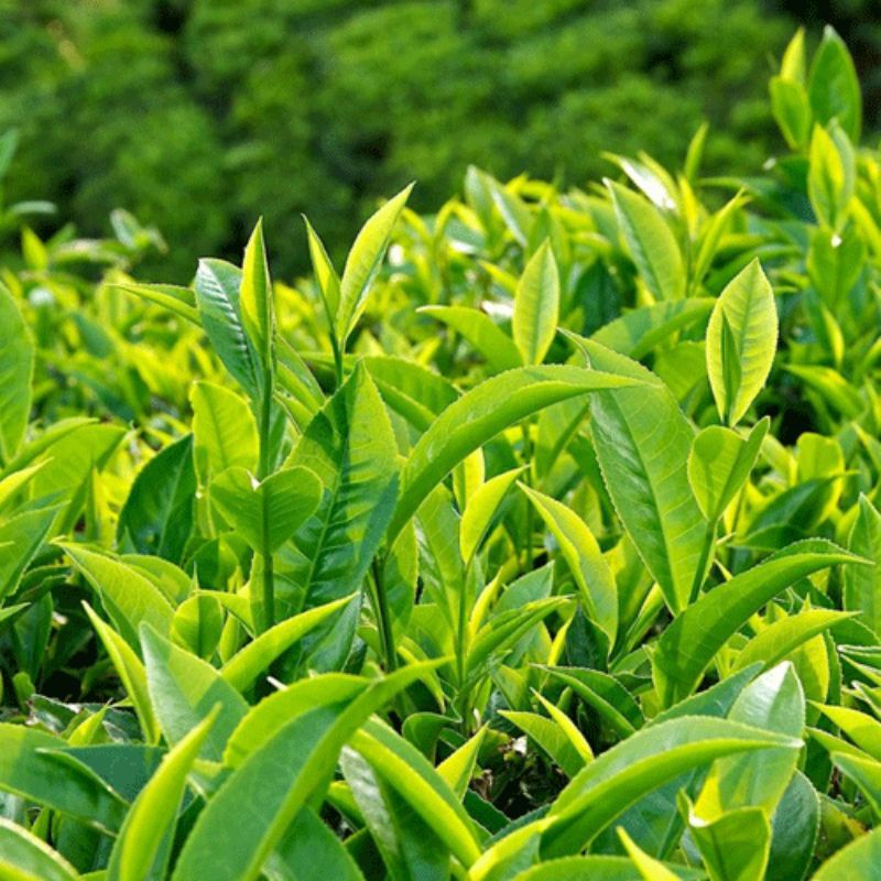 Trà móc câu đặc sản Thái Nguyên (100g), Chè Tân Cương Thái Nguyên, thơm ngon, xanh, sạch 100% | BigBuy360 - bigbuy360.vn