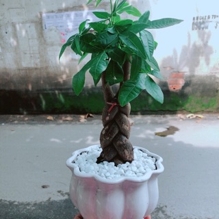 Chậu kim ngân thắt bính 3 thân