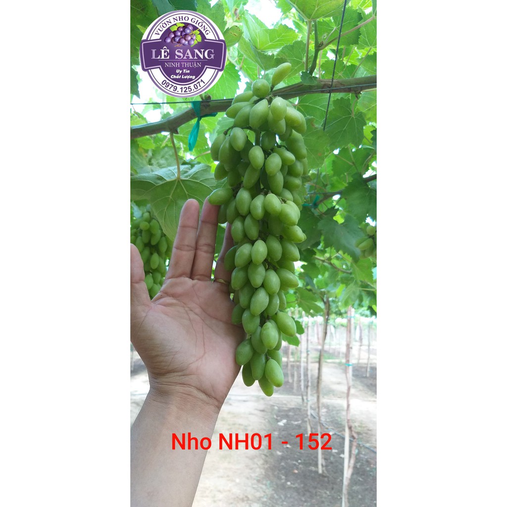 Cây Nho Ngón Tay. Giống NH01 - 152. Hướng dẫn trồng đến khi ra trái. Mua 2 cây trở lên tặng kèm phân Bón .