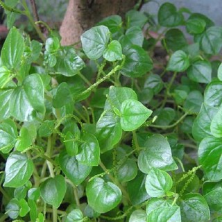0.5Gram Hạt giống rau càng cua