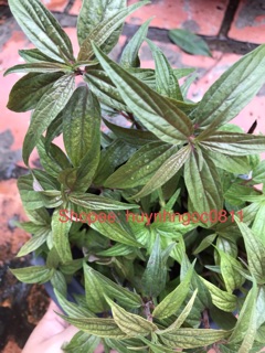 Chậu cây cỏ dòi