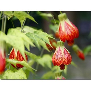 Cây bụp lồng đèn- Trang trí sân vườn- Decor-Phong thuỷ-Cây hoa kiểng Đồng Tháp