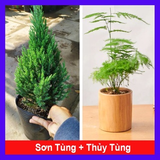 Combo cây sơn tùng + cây thủy tùng