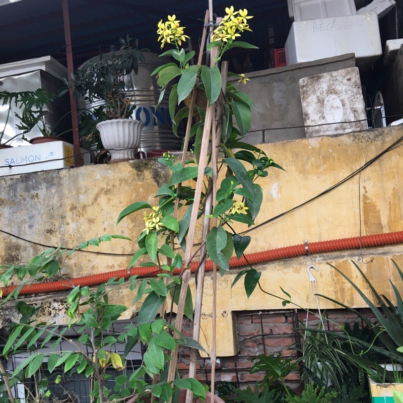 cây mai hoàng yến (cây ship như ảnh 2)