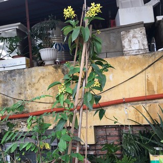 Chậu cây mai hoàng yến