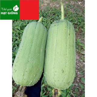 🌟Hạt Giống Mướp Hương Quả Ngắn F1🌟 Giống Cho Năng Xuất Cao Ăn Rất  Ngon