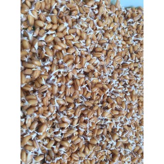 100g bột cỏ lúa mỳ oganic