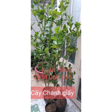 Chậu cây chanh giấy mới về. cao 80-100cm, có nhiều trái.