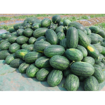 Hạt Giống Dưa Hấu Trái Dài, Ruột Đỏ Siêu Ngọt Tặng Kích Mầm Và Hướng Dẫn