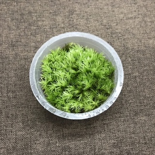 Hộp rêu Leucobryum Pincushion 6,8cm x3cm