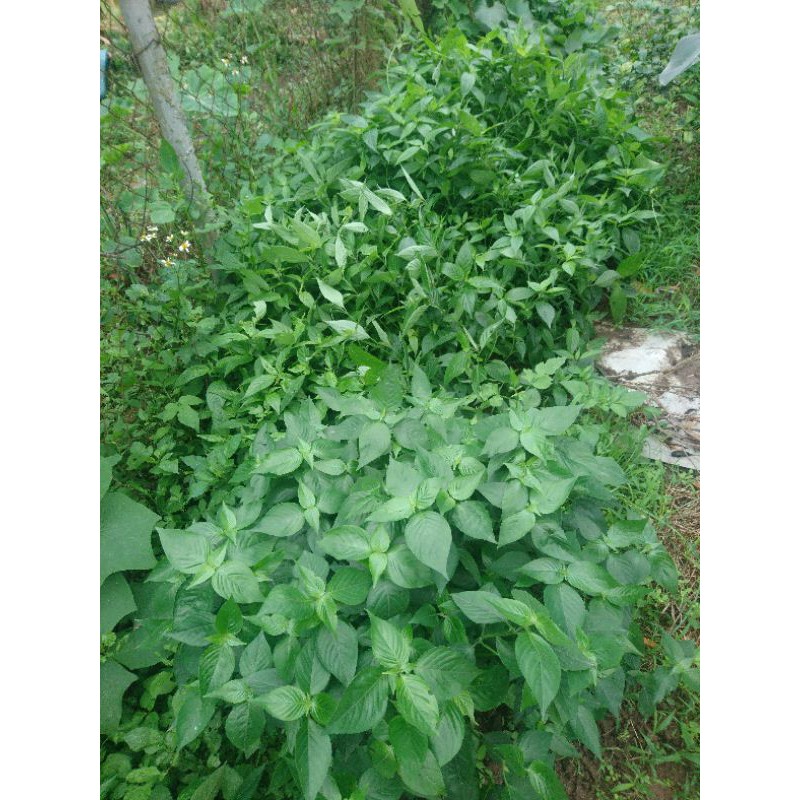 100g lá cẩm tươi dùng tạo màu thực phẩm