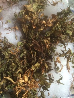 Gối đinh lăng