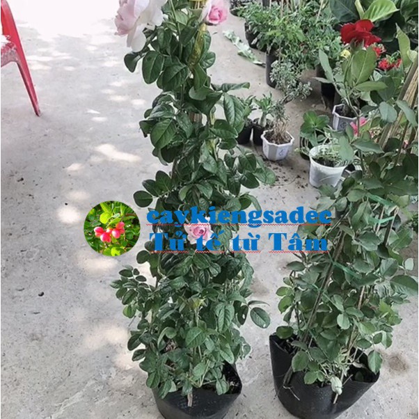 Caykiengsadec cây hoa Hồng leo  + tặng  phân bón-hoa kiểng lá-trang trí nội thất cảnh quan sân vườn ngoài trời