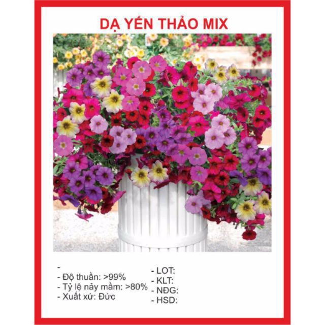 Hạt giống Hoa Dạ Yến Thảo Mix 100 Hạt ĐẠI GIẢM GIÁ TẾT