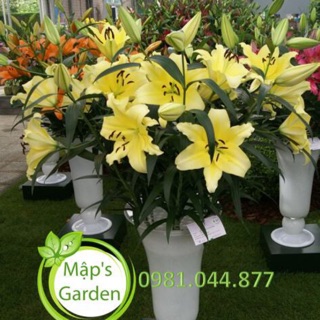 Sét 10 củ hoa ly vàng thơm - củ giống chuẩn hà lan- đảm bảo ra hoa to đẹp