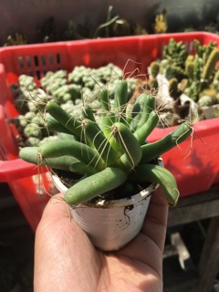 XƯƠNG RỒNG CHUỐI