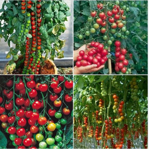 Hạt giống cà chua bi dây cherry đỏ - 30 hạt - TẶNG kèm viên nén ươm hạt giống