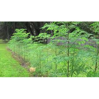 Hạt Giống Chùm Ngây (Moringa seed) 100gr