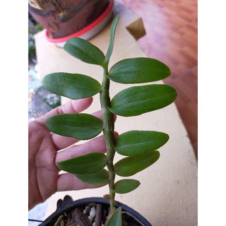 Ki Giả hạc, Phi điệp mít xếp thân nù lá nhựa