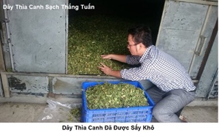 2kg dây thìa canh sỉ