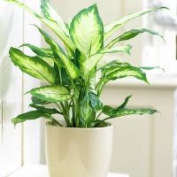 Cây Ngọc Ngân - Kèm Chậu Sứ