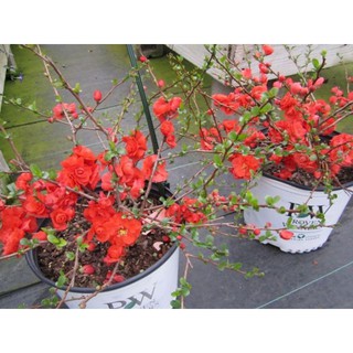 Mai Đỏ Chơi Tết
