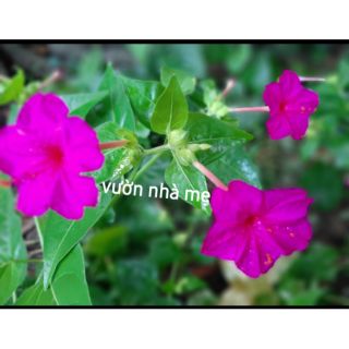 30 Hạt Cây bông phấn ( sâm ớt)