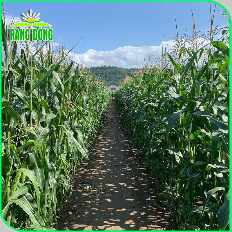 Hạt giống Bắp Sữa Ngọt, ăn sống rất ngon, trồng quanh năm (gói 5gr) - Hạt giống Rạng Đông