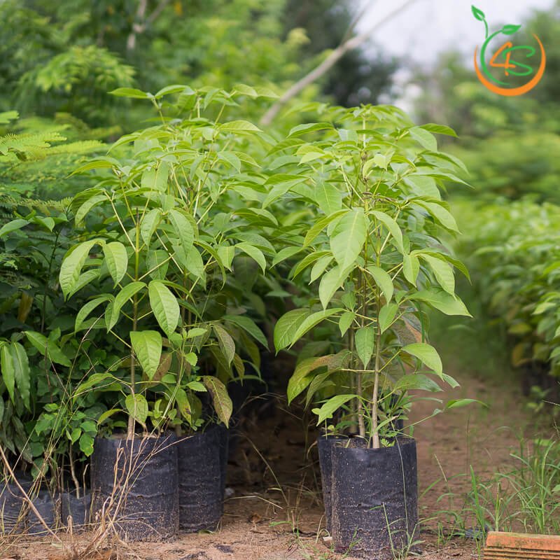 CÂY KÈN HỒNG-FREESHIP TỪ 50K