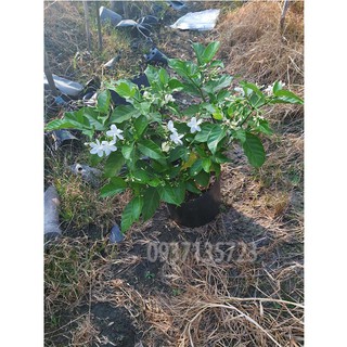 CÂY HOA LÀI CAO TỪ 20-40 CM