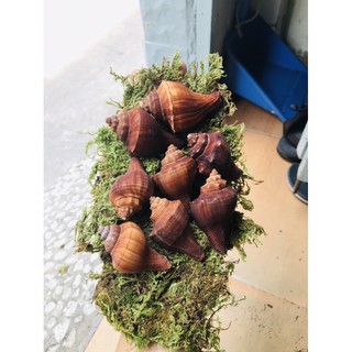 Đùi gà nhân tạo