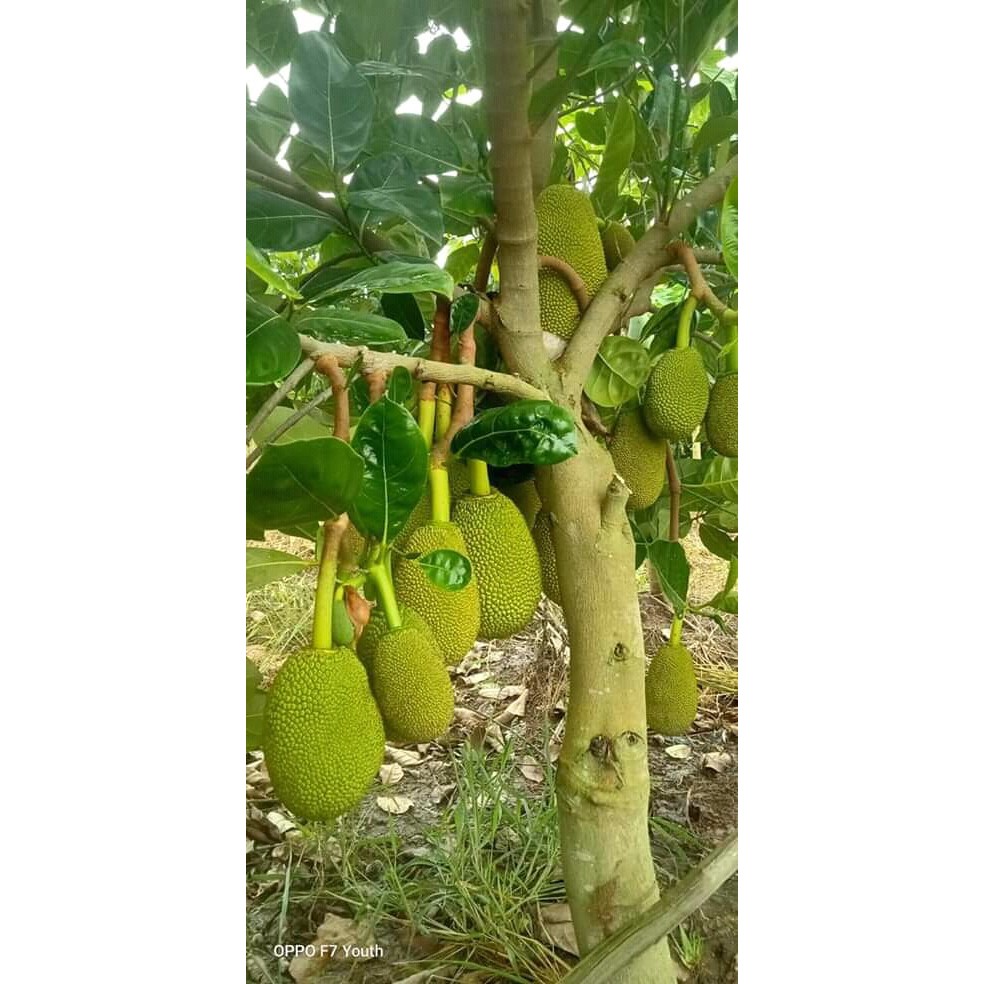 Cây Mít Thái Siêu Sớm