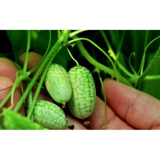 Dưa Hấu Mini - 10 hạt