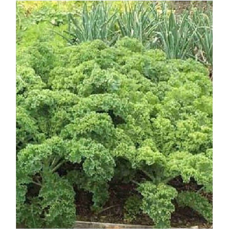 Combo 3 gói Hạt Giống Cải Xoăn Kale Siberian