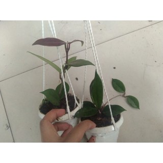 Cẩm cù đen cây giống