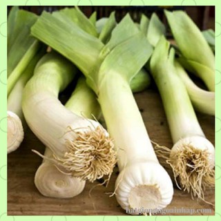 Hạt Giống Hành Baro - Tỏi Tây 1gr -HG1