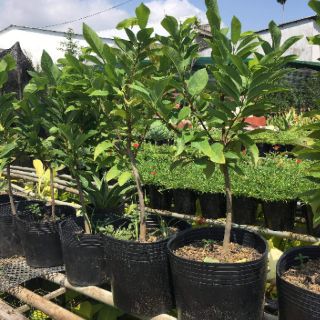 Cây 🌲 Mãng cầu dai.... Đang trái