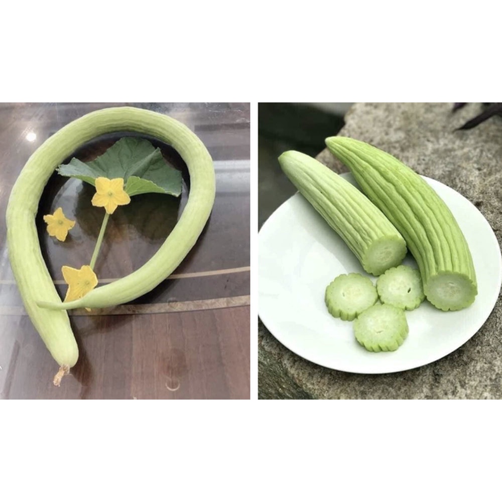 Hạt Giống Dưa Chuột Rắn Mỹ Siêu Dài 20 hạt (tặng kích mầm phân bón)