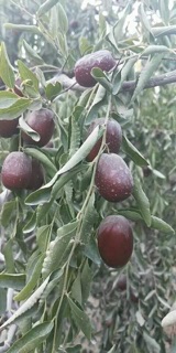 Táo đỏ Tân Cương size đại