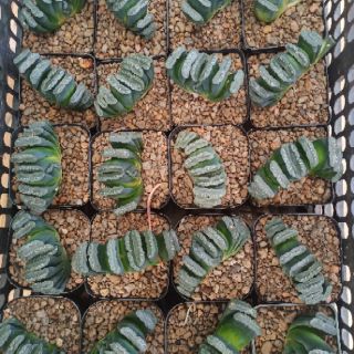 Haworthia truncata var truncata 5-7cm