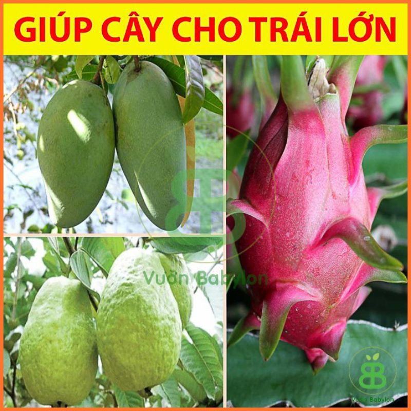 KALI NHẬP NGOẠI [TẠO NGỌT TRÁI]500G